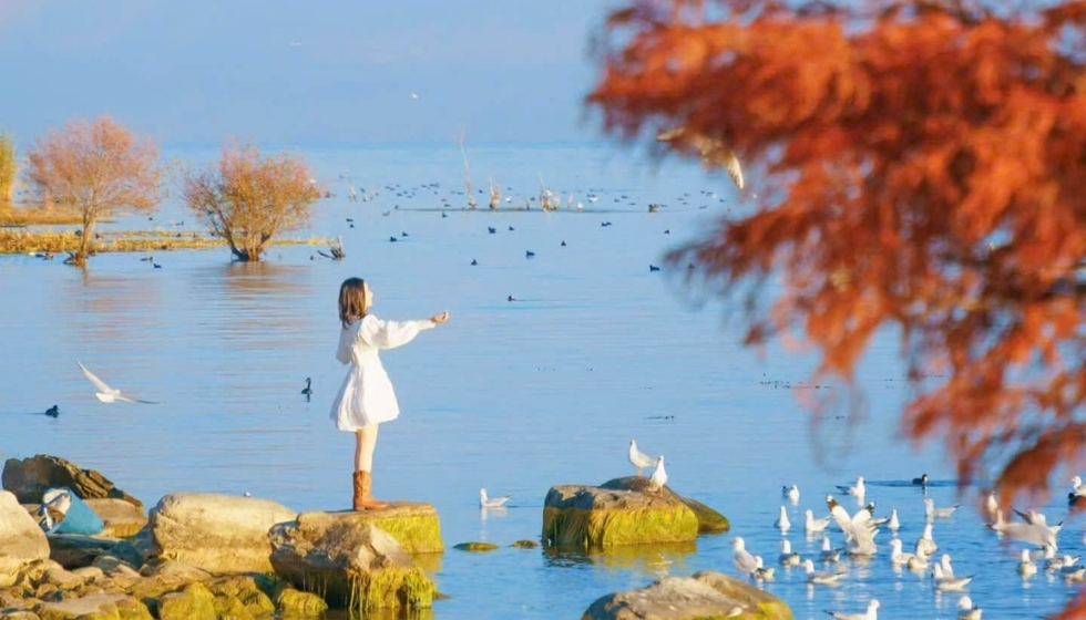 dai-ly-con-min-shangrila (2)